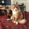 Фото профиля Fresco Kittys Burner