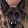 Humphrey Bogart G.S.'s profile picture