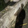 流星.. profil fotoğrafı