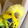 BudgiePants's profile picture