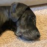 Izzy profil fotoğrafı