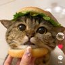Profilbild von Meow