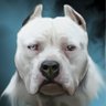 Profilbild von dirtydogg86