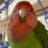 ぱひよ profil fotoğrafı