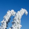 Profilbild von SnowGhostMigration