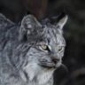 Profilbild von 猫山大吾