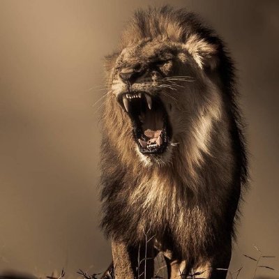 quaker1928's profile picture