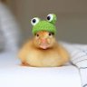 DuckySY profil fotoğrafı