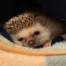 Фото профиля わかめちゃん
