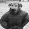 Aльп 的头像