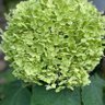 カレンサクラ profil fotoğrafı
