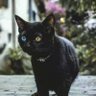Free Coder 的头像