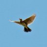 Skylark profil fotoğrafı