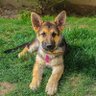 German Shepherd's profile picture