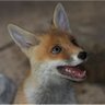 Młody_Lisek's profile picture