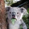 Really Really Bad Panda 🟦 profil fotoğrafı