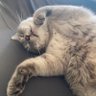 chat bipolaire's profile picture