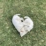 Aussie_S 的头像