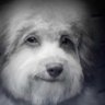 Flaccoman's profile picture