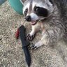 Trash Pandammonium Nitrate 的头像
