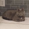 Фото профиля Anonymous Cat