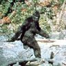 DBP aka Sasquatch 的头像