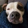 Dogs Life ็ๅคดๅ