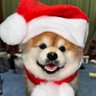 万年クリスマスバージョン's profile picture