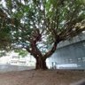 Фото профиля Daily Tree❤️