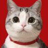 窝棚's profile picture