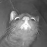 涅爾森 profil fotoğrafı