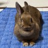 だらりうさパトラッシュ profil fotoğrafı