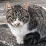 あやのにゃん🐱湖国🎗️🐈's profile picture