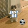 Profilbild von mahperi🇦🇷🇹🇷