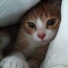 ノラ's profile picture