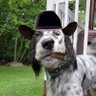 Profilbild von Koala467