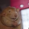 Profilbild von Austin the Grunch