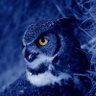 Profilbild von the owl