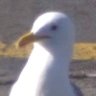 Steven C. Gull profil fotoğrafı