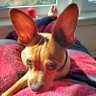 Dogula profil fotoğrafı