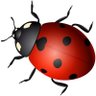Profilbild von Ladybug