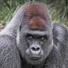 Фото профиля AFE7ret”Silverback”