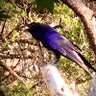 Dreaming~Raven's profile picture