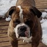 Brian J's profile picture