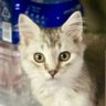 ハトリモエ profil fotoğrafı