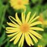 Фото профиля Daisy