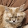 ろいやる's profile picture