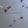 Ess🕊️'s profile picture