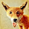 Profilbild von Darrin Stephens