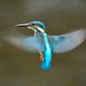 Profilbild von 🌲森のhummingbird♪🫒🫐🦜